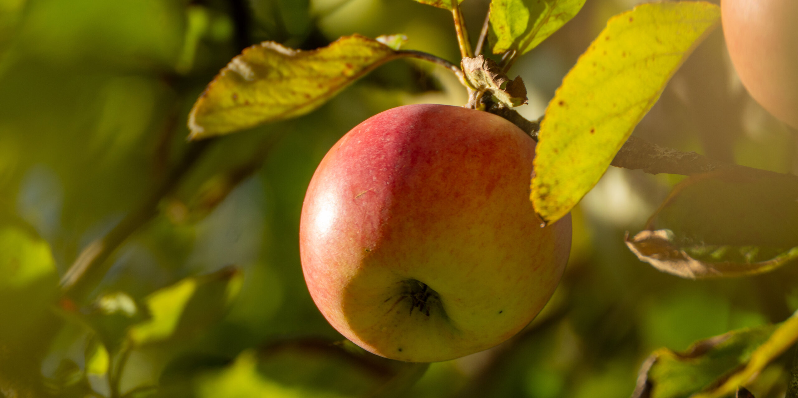 Apfelnah-hofladen-sonnenhof-parzival-zentrum-karlsruhe