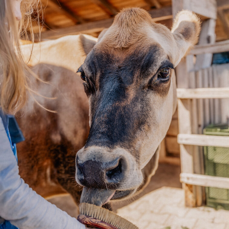 mädchen-spielt-mit-kuh-content-Sonnenhof-parzival-zentrum-karlsruhe