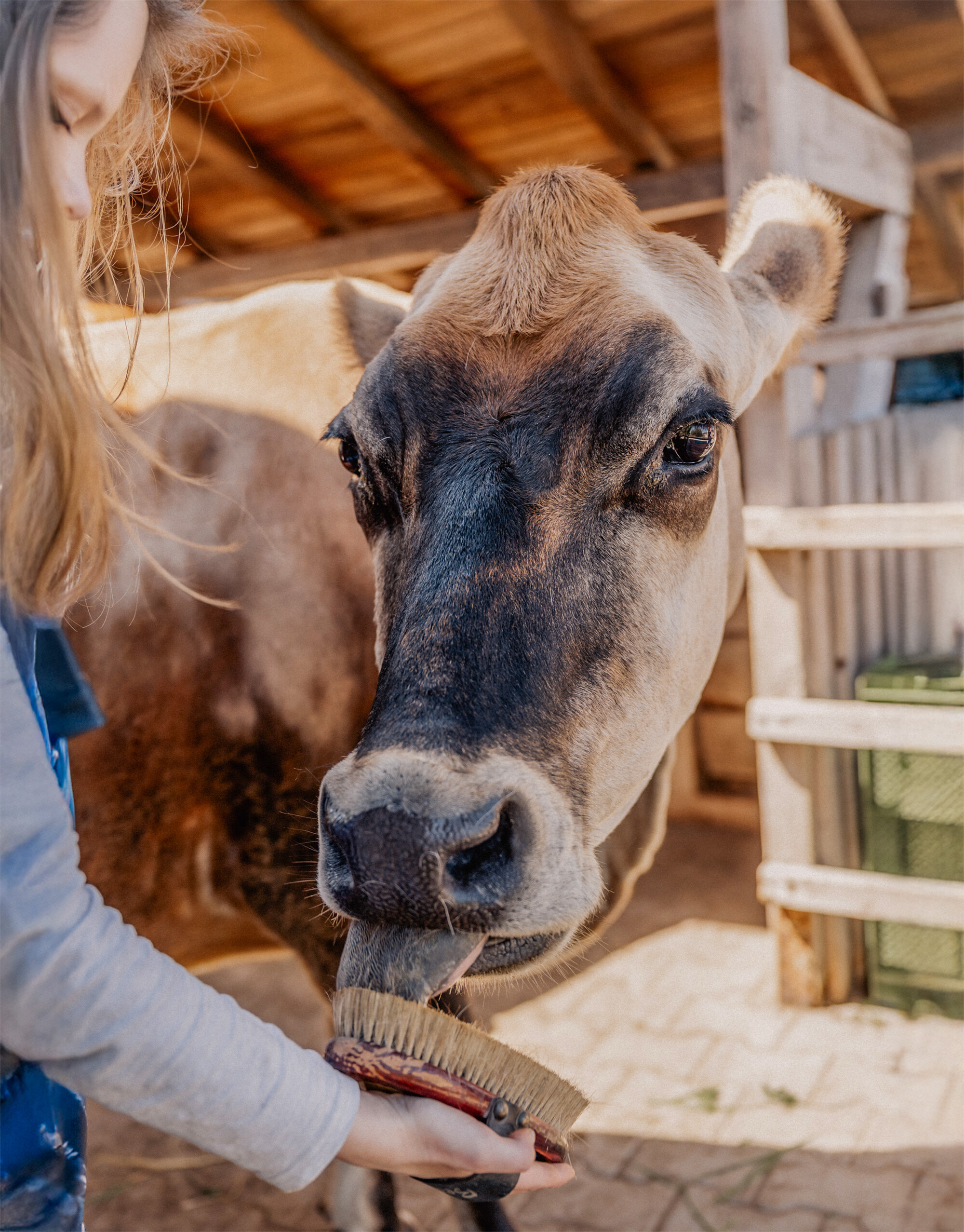 mädchen-spielt-mit-kuh-content-Sonnenhof-parzival-zentrum-karlsruhe