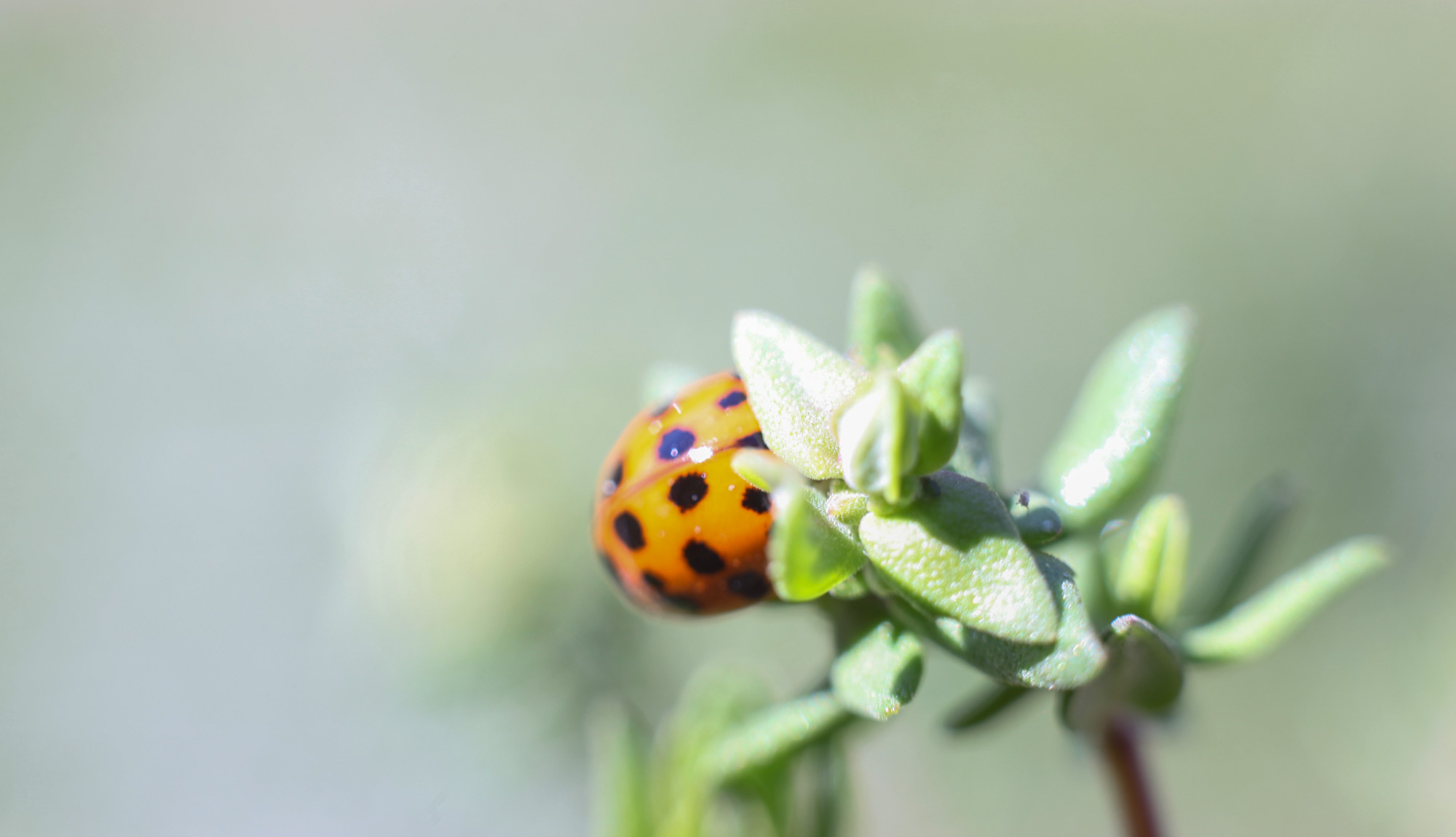 marienkäfer-footer-kontakt-parzival-zentrum-karlsruhe