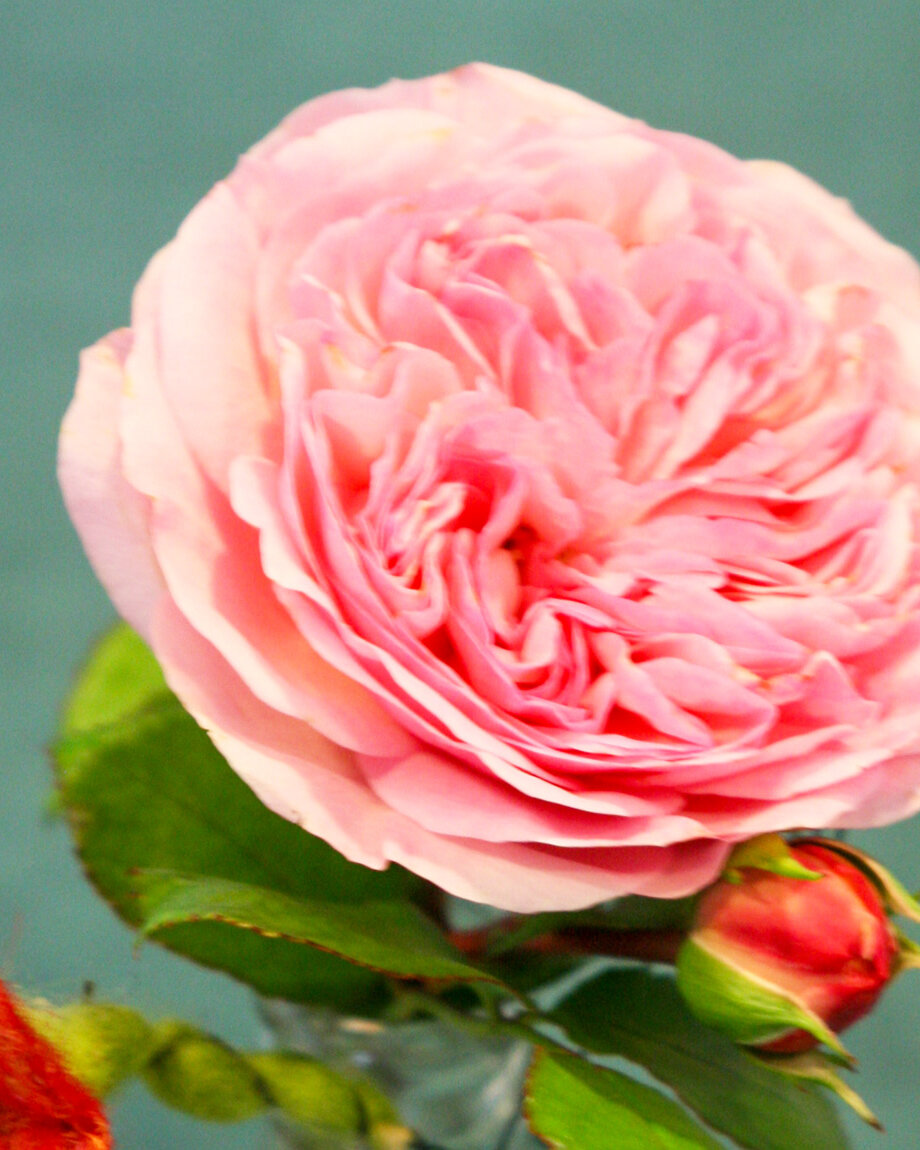 rosa-rose-titelbild-kontakt-parzival-zentrum-karlsruhe rosa-rose-titelbild-kontakt-parzival-zentrum-karlsruhe