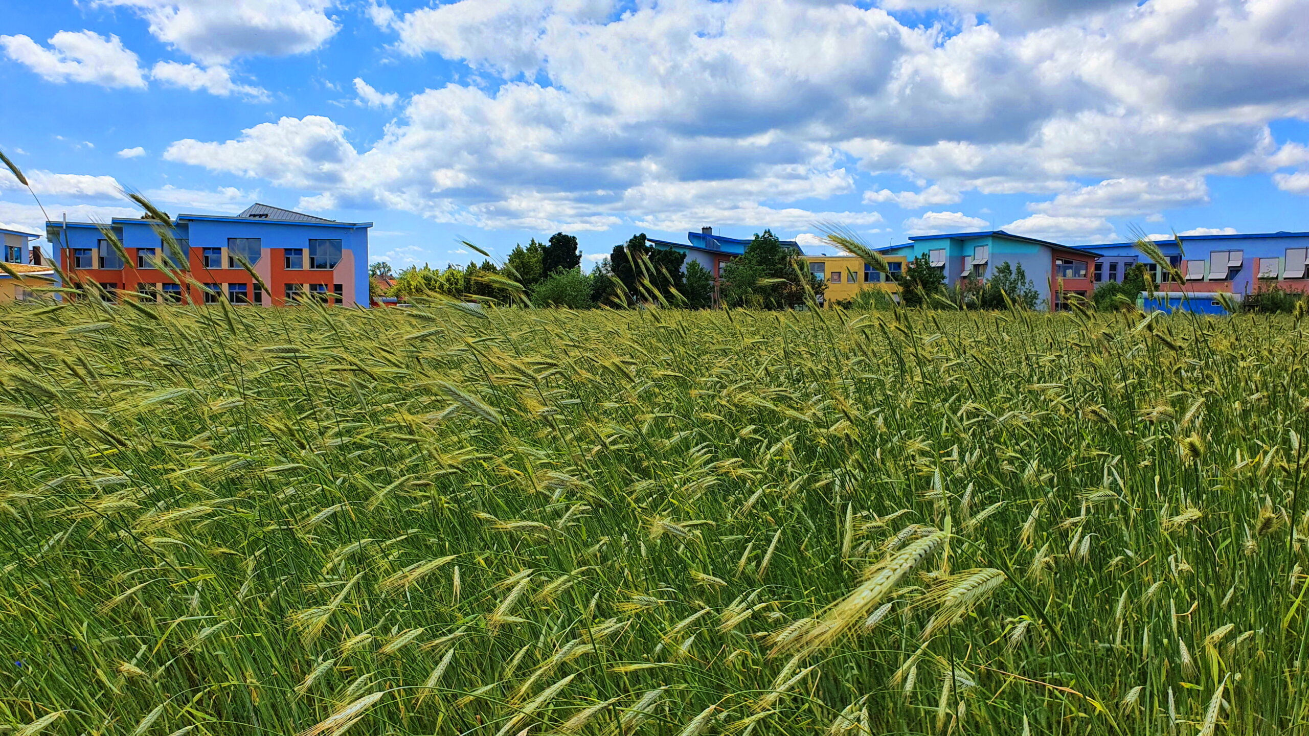 Außengelände mit Kornfeld-KSS-content-karl stockmeyer-schule-parzival-zentrum-karlsruhe